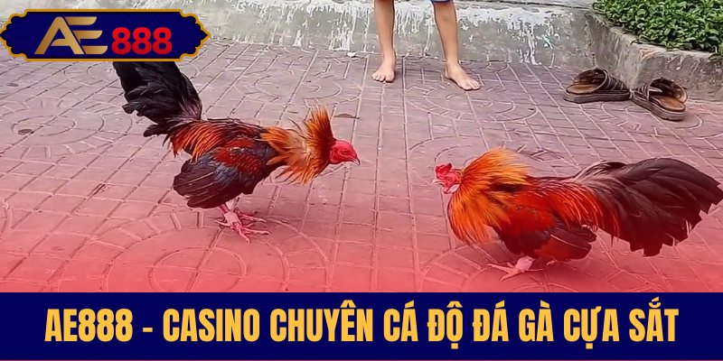 Nơi tham gia cược đá gà uy tín AE888