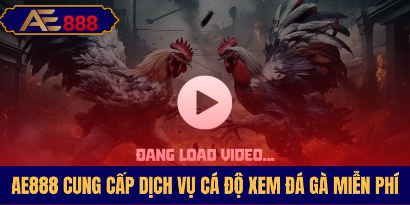 Dịch vụ xem đá gà trực tiếp tại AE888