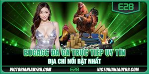 Boga66 đá gà trực tiếp uy tín