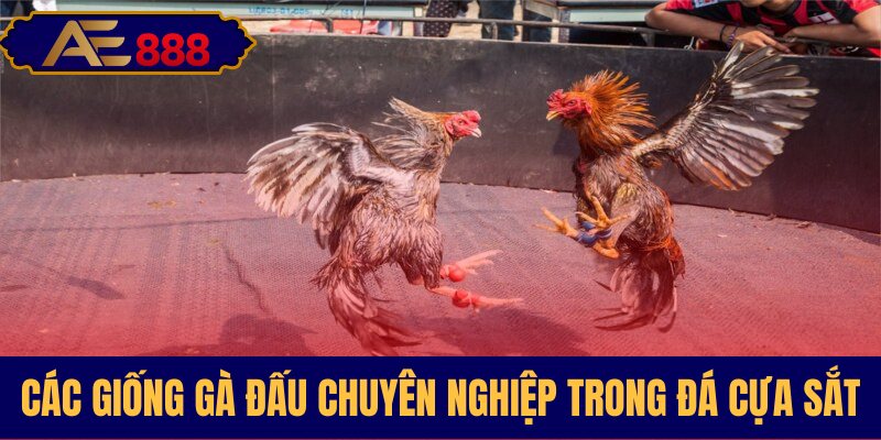 Giới thiệu các dòng gà chiến thường xuất hiện