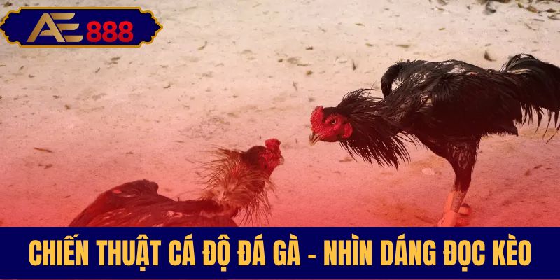 Phương pháp soi kèo gà chuẩn xác