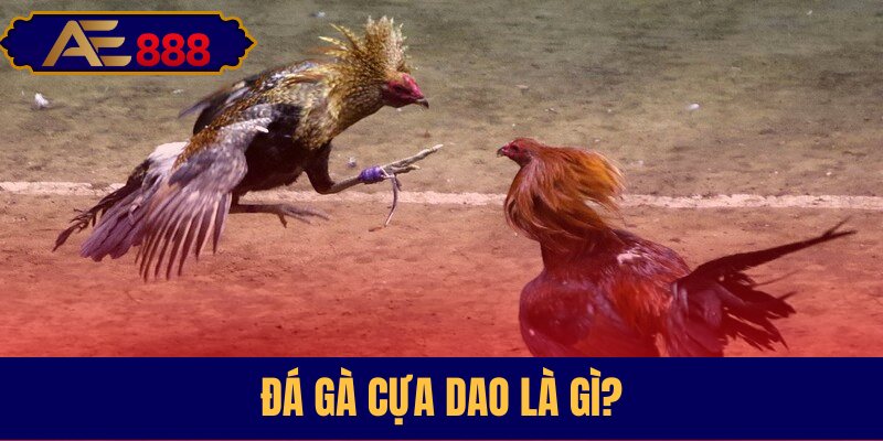 Giải thích khái niệm và sức hút bộ môn đá gà