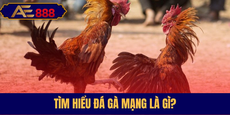 Tìm hiểu về đá gà online cùng cơ hội