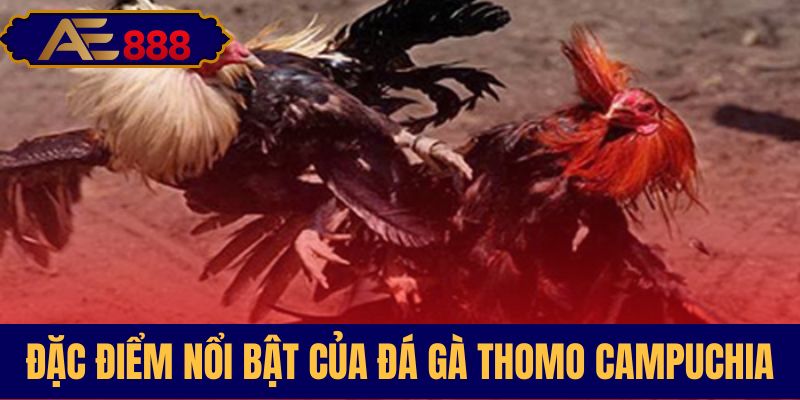 Khám phá nét đặc sắc của đấu trường Thomo