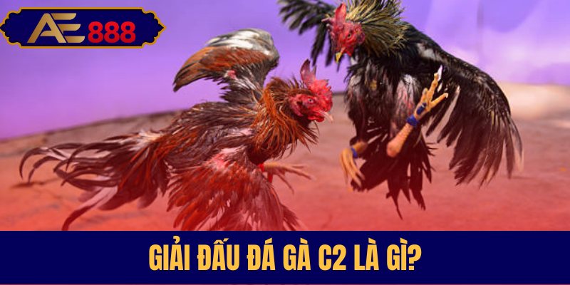 Tìm hiểu về giải đấu đá gà C2