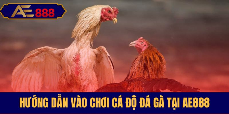 Các bước tham gia cược đá gà AE888