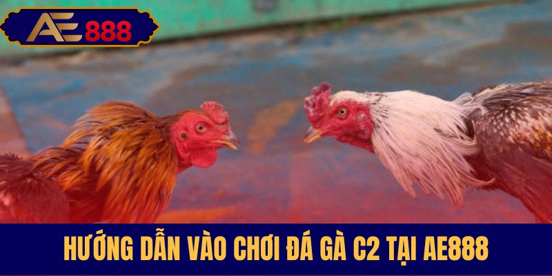 Cách tham gia cược Đá gà C2 tại AE888
