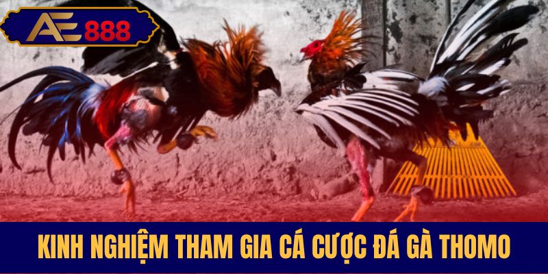 Bí quyết chinh phục cược gà Thomo hiệu quả