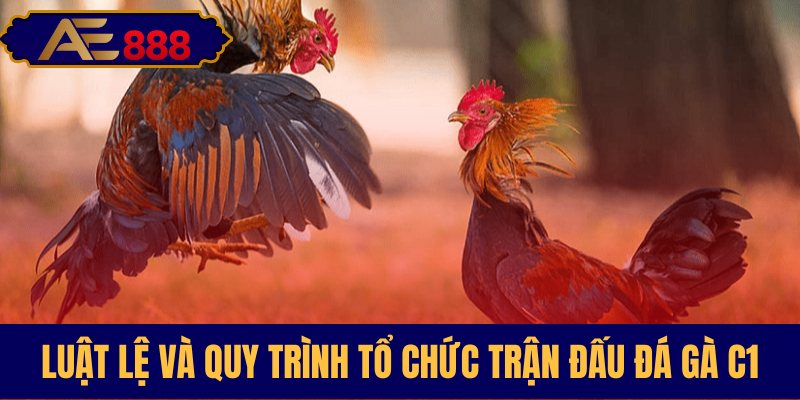 Quy định và các bước tổ chức giải C1
