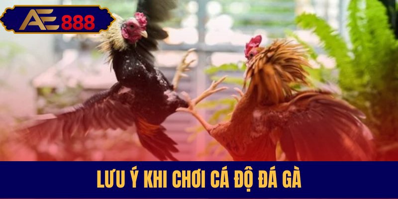 Những điều cần ghi nhớ khi cá cược đá gà