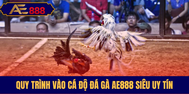 Hướng dẫn tham gia cược đá gà tại AE888 đơn