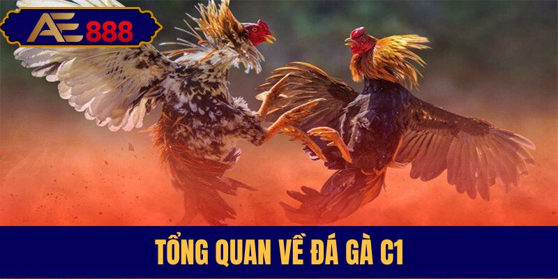 Tìm hiểu thông tin chung về đá gà C1