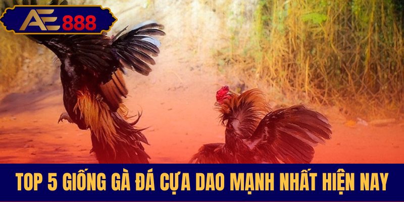 Các dòng gà đá cựa dao ưu tú nhất